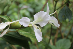 Hedychium coronarium